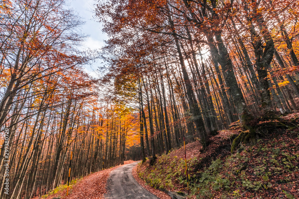 Fototapeta premium Foreste Casentinesi National Park, Italy