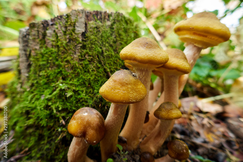 Armillaria mellea , a group of mushrooms grows on the tree stump