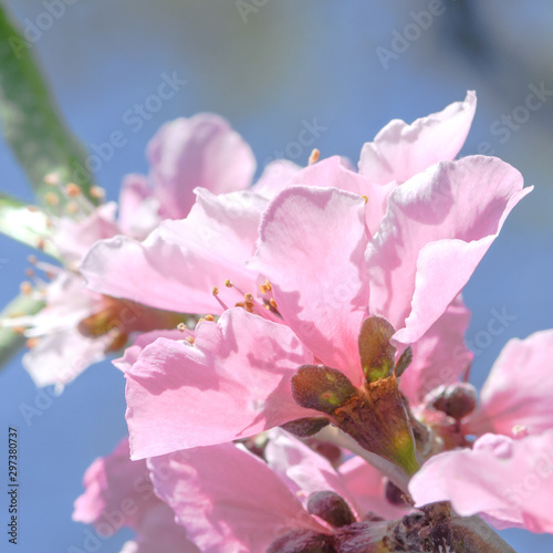 pink nectarine blossom