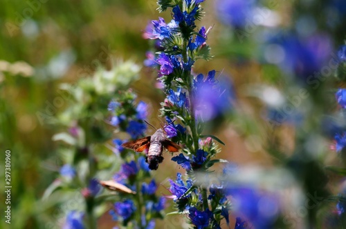 Fototapeta Naklejka Na Ścianę i Meble -  blue flowers in spring