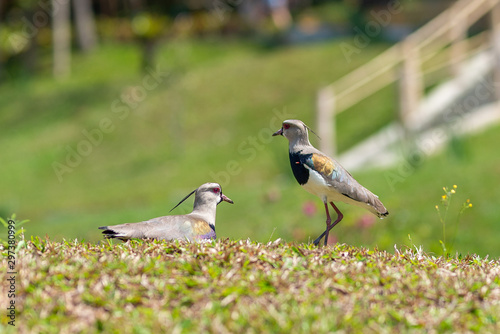 Casal de quero quero cuidando do ninho. Tambén chamado de Vanellus chilensis, tero, tero-tero, abibe-do-sul, tetéu, teréu-teréu, terém-terém ou lapwing photo