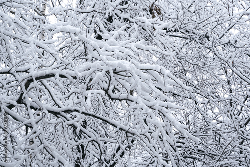 Tree branches in the snow. Photo of snow covered branches of plants and trees in winter