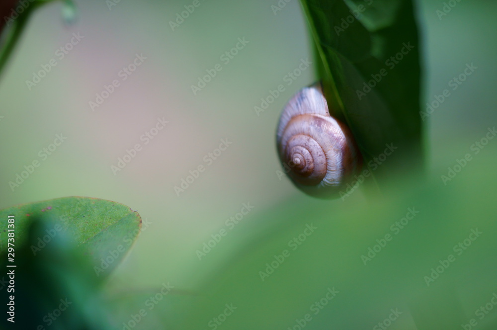 snail on a leaf