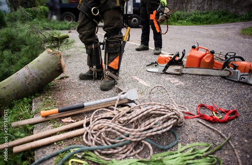 Midsection of arborist men with chainsaw and ropes cutting a tree. photo