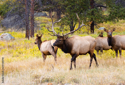 Elk Herd on a Beautiful Rocky Mountain Evening © swkrullimaging