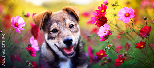 charming brown puppy sits a...