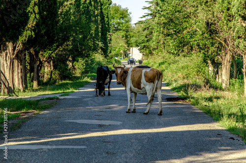 cows among cypress alley