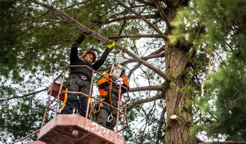 Принти на полотні Arborist men with chainsaw and lifting platform cutting a tree.
