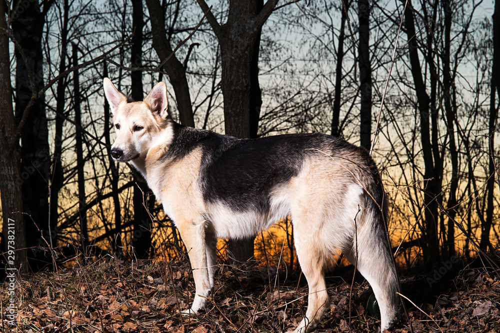 Cute mixed breed dog in winter on sunset Cute mixed breed dog in winter on sunset
