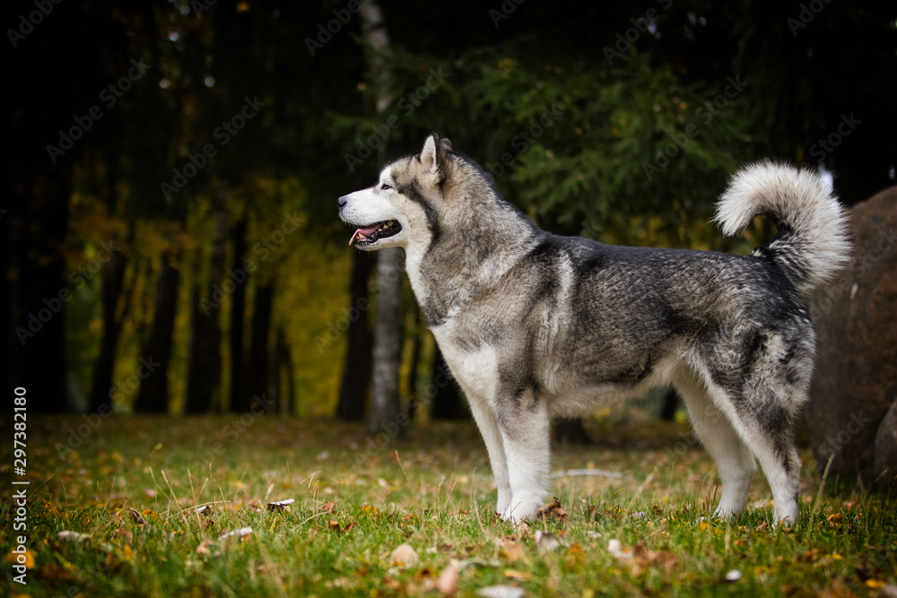 dog on an autumn walk, breed Alaskan Malamute