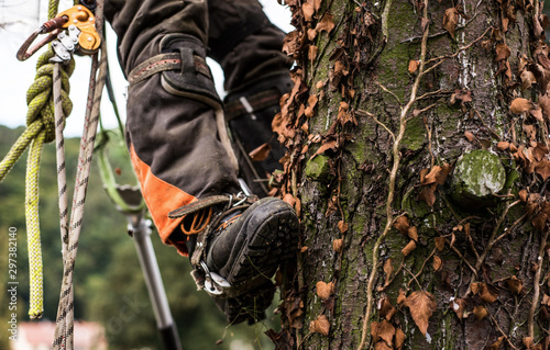 Midsection of legs of arborist man with harness cutting a tree, climbing. photo