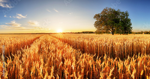 Wheat field at sunset with tree and way