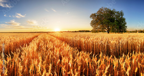 Wheat field at sunset with tree and way photo