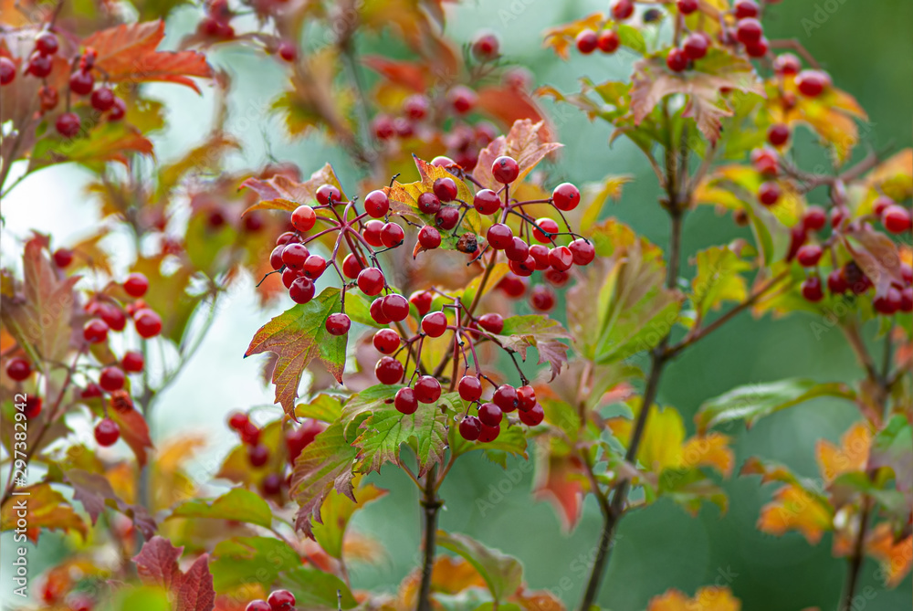bush with bunches of red berries of viburnum and leaves on a blurred green background. bush with bunches of red berries of viburnum and leaves on a blurred green background.