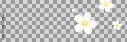 Frangipani leaves. Falling Bali plumeria flower. Hawaii nature texture.