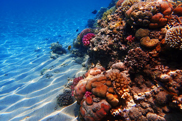 Gordijnen Koraalriffen Egyptisch koraalrif onder zeeoppervlak  © jonnysek