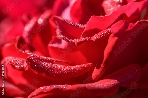 droplets on red rose