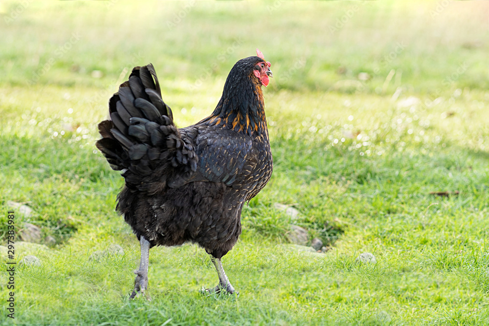 Hen on an organic farm. Free range chicken. Happy Hen.