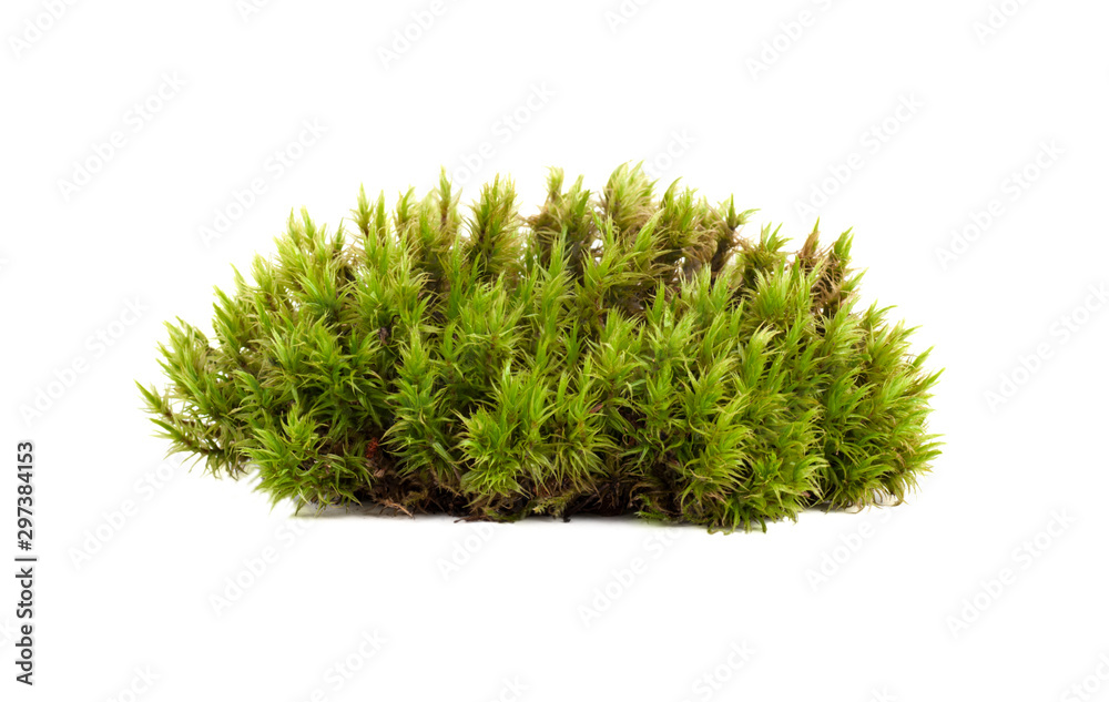 Fotografie, Obraz green moss sphagnum closeup isolated