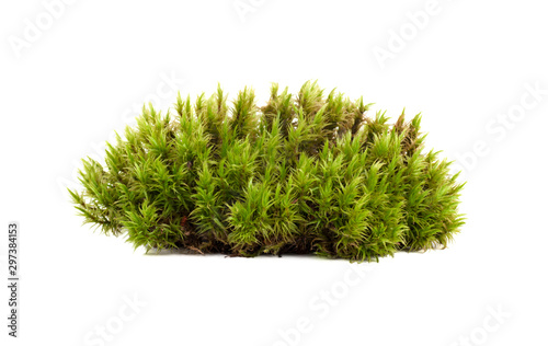 Fotografia green moss sphagnum closeup isolated