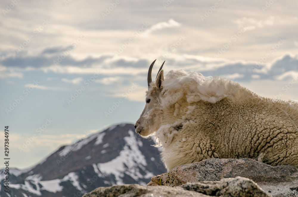 Obraz premium goat