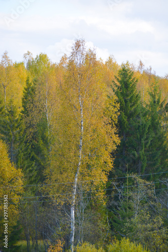 Yellowed autumn forest pleases with its colors on a fine day