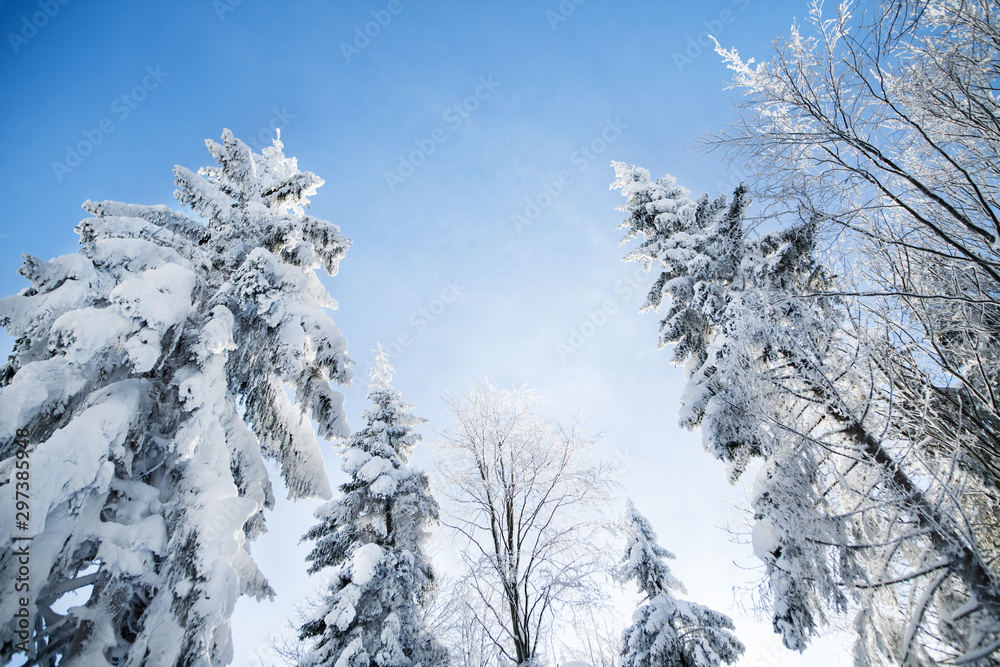 Low angle view of treetops of snow-covered coniferous trees in forest in winter. Low angle view of treetops of snow-covered coniferous trees in forest in winter.
