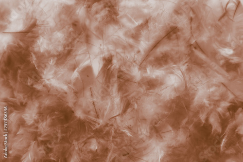 Fotografía Beautiful abstract white and brown feathers on darkness background and colorful