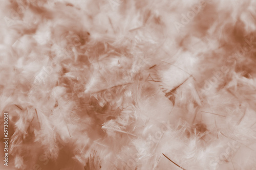 Beautiful abstract white and brown feathers on darkness background and colorful soft brown white gray feather texture pattern