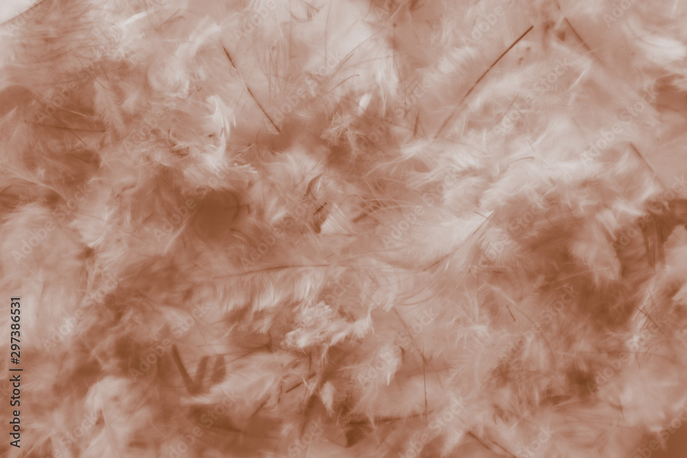 Beautiful abstract white and brown feathers on darkness background and colorful soft brown white gray feather texture pattern Beautiful abstract white and brown feathers on darkness background and colorful soft brown white gray feather texture pattern