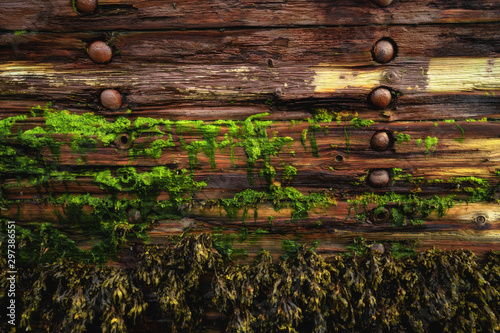 Seaweed on abandoned wooden ship, close up texture background