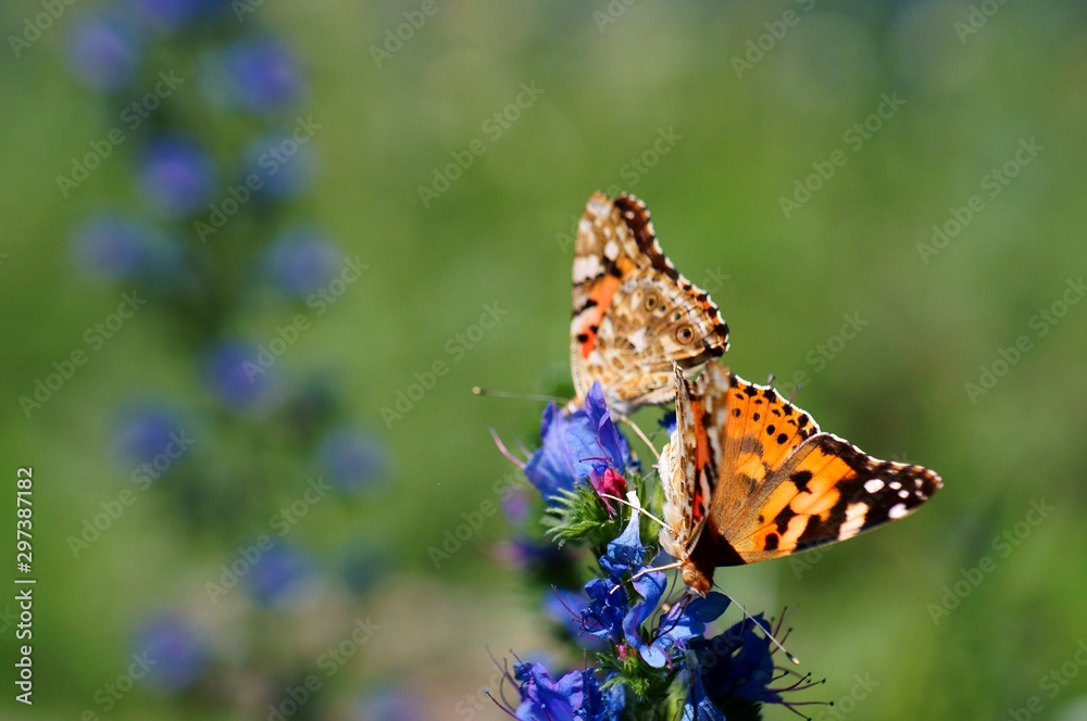 Obraz premium Beautiful pictures of butterflies in nature. Macrophotography of nature. Beautiful natural background.