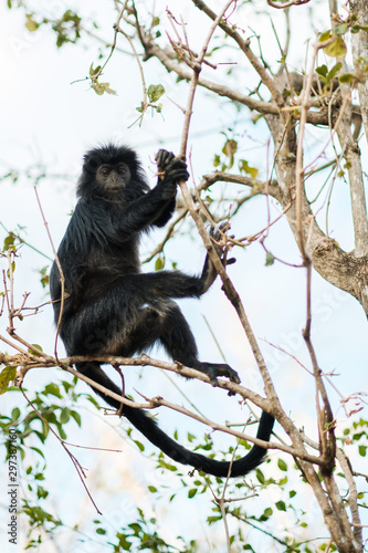 Wild monkey climbing