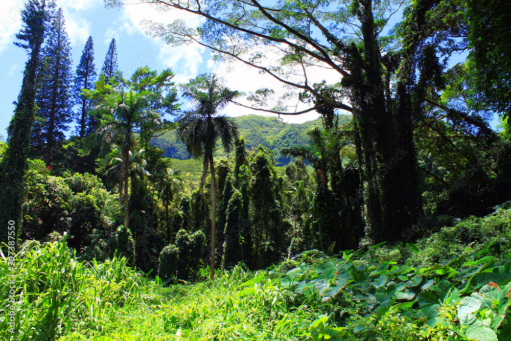 Fototapeta premium The green jungle