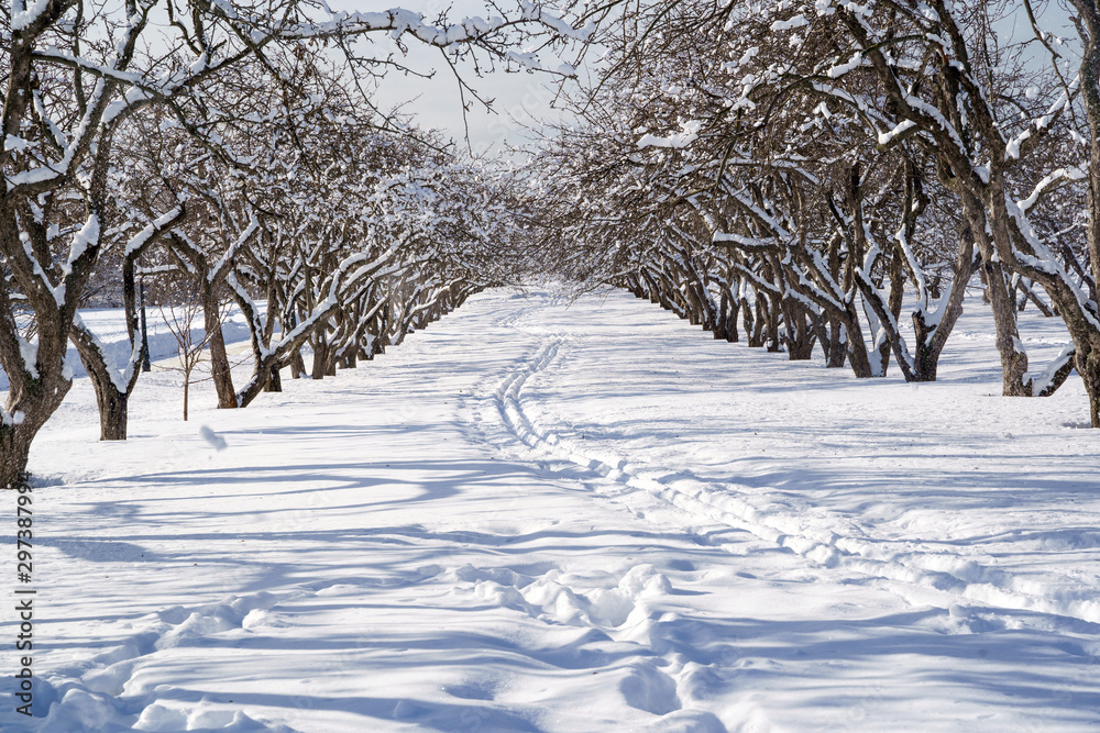 Fototapeta premium Beautiful winter landscape with snow covered trees