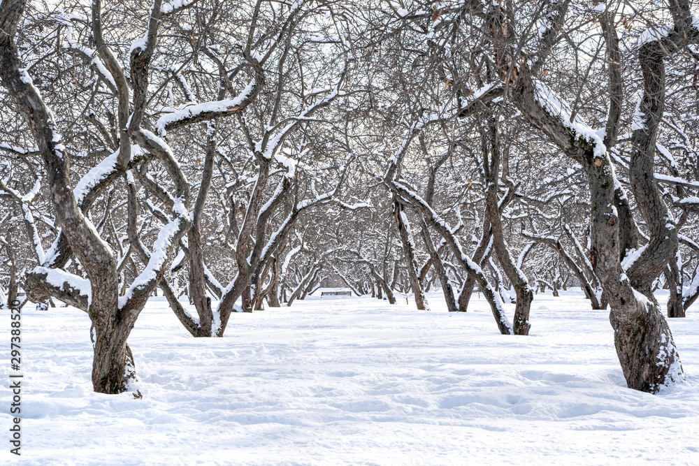 Beautiful winter landscape with snow covered trees