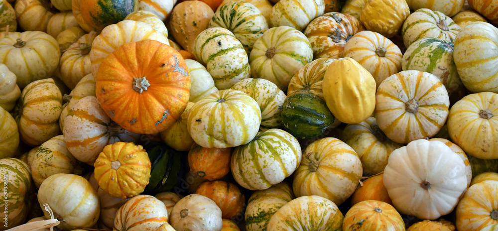 pumpkin can weigh between 10 to 15 pounds pumpkin can weigh between 10 to 15 pounds