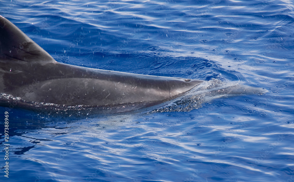 Obraz premium Delfines