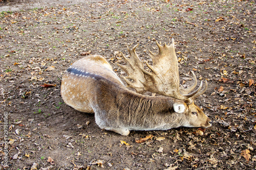 Fototapeta Naklejka Na Ścianę i Meble -  Seitenansicht eines Damhirschen, Damwild, lateinisch Dama Dama