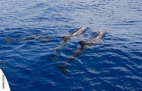 Delfines photo