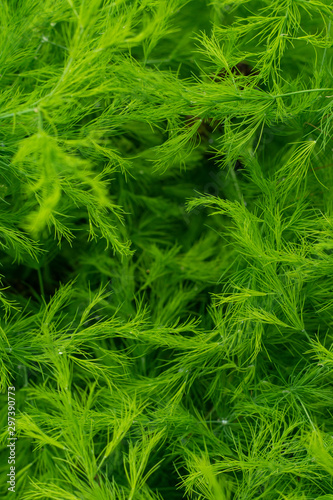 Floral background of asparagus leaves