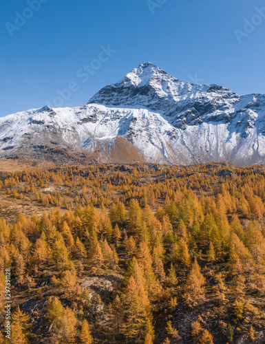 Nature in Valtellina, Pizzo Scalino covered with snow and forest in autumn