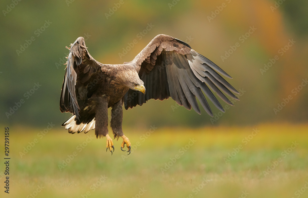 White tailed eagle (Haliaeetus albicilla) in autumn scenery