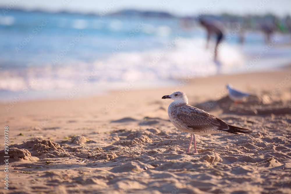 Sea of sand and a seagull. A seagull walks along the beach of the ocean. Summer vacation. Sea of sand and a seagull. A seagull walks along the beach of the ocean. Summer vacation.