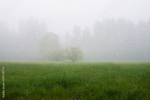 foggy morning in the countryside
