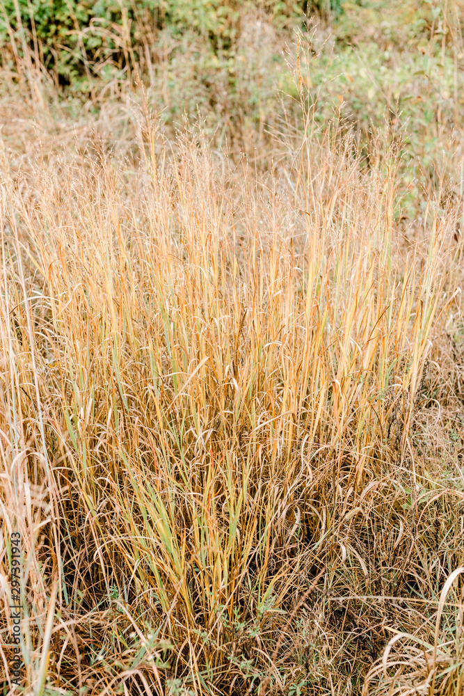 Fototapeta premium Field of Tall Brown Grass
