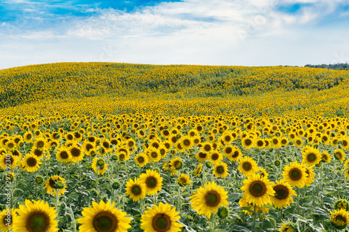 View of sunflower field against sky photo