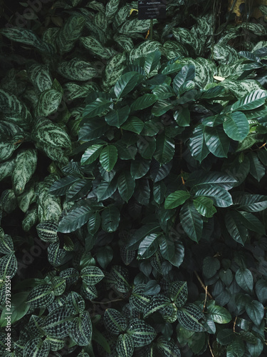 Directly above view of plant leaves photo