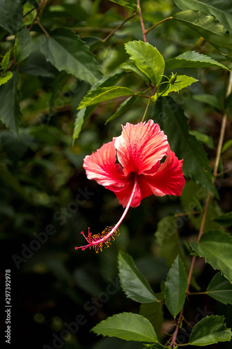 Close up view of pink hibiscus flower