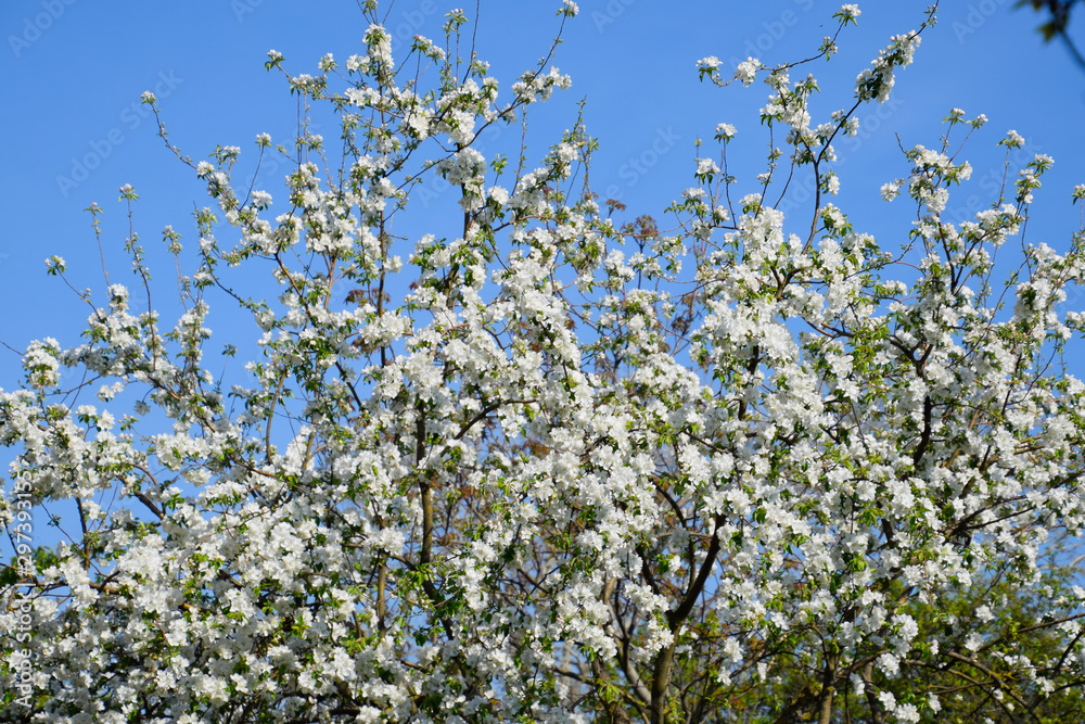 Blooming apple, Blooming apple tree in spring garden. Blooming apple, Blooming apple tree in spring garden.